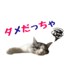 癒し猫**実写**東北弁Ver（個別スタンプ：15）