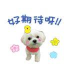 Geely puppy's daily（個別スタンプ：1）