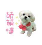 Geely puppy's daily（個別スタンプ：3）