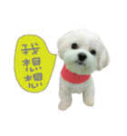 Geely puppy's daily（個別スタンプ：4）