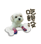 Geely puppy's daily（個別スタンプ：8）