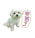 Geely puppy's daily（個別スタンプ：9）