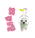 Geely puppy's daily（個別スタンプ：13）