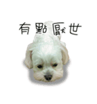 Geely puppy's daily（個別スタンプ：15）