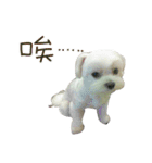 Geely puppy's daily（個別スタンプ：16）