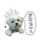 Geely puppy's daily（個別スタンプ：17）