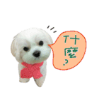 Geely puppy's daily（個別スタンプ：19）