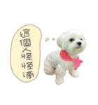 Geely puppy's daily（個別スタンプ：22）