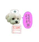 Geely puppy's daily（個別スタンプ：23）