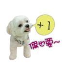 Geely puppy's daily（個別スタンプ：24）