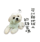 Geely puppy's daily（個別スタンプ：27）