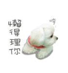 Geely puppy's daily（個別スタンプ：28）