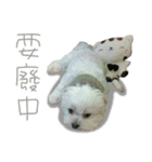 Geely puppy's daily（個別スタンプ：30）