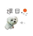 Geely puppy's daily（個別スタンプ：31）