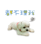 Geely puppy's daily（個別スタンプ：32）