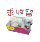 Geely puppy's daily（個別スタンプ：34）