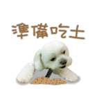 Geely puppy's daily（個別スタンプ：35）