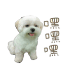 Geely puppy's daily（個別スタンプ：40）