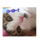 The real cat message 2（個別スタンプ：2）