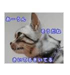 The real cat message 2（個別スタンプ：11）