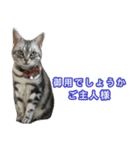 The real cat message 2（個別スタンプ：14）