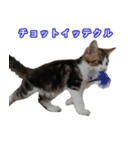 The real cat message 2（個別スタンプ：16）