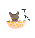 litte chihuahua（個別スタンプ：15）