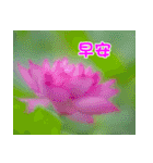 The beautiful flowers（個別スタンプ：1）