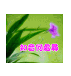The beautiful flowers（個別スタンプ：5）