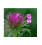 The beautiful flowers（個別スタンプ：7）
