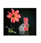 The beautiful flowers（個別スタンプ：20）