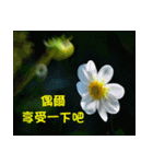 The beautiful flowers（個別スタンプ：21）