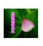 The beautiful flowers（個別スタンプ：29）