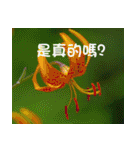 The beautiful flowers（個別スタンプ：31）