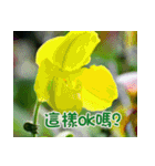 The beautiful flowers（個別スタンプ：37）