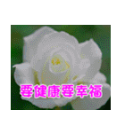 The beautiful flowers（個別スタンプ：39）