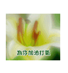 The beautiful flowers（個別スタンプ：40）
