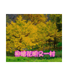 The four seasons in Taiwan has meanings.（個別スタンプ：12）
