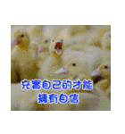 The four seasons in Taiwan has meanings.（個別スタンプ：34）