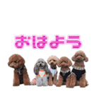 HM様の愛犬のスタンプ（個別スタンプ：8）