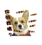 Corgi Laukey Chicken 2 - silly articles（個別スタンプ：1）