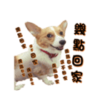 Corgi Laukey Chicken 2 - silly articles（個別スタンプ：3）