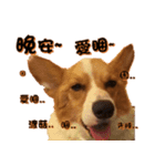 Corgi Laukey Chicken 2 - silly articles（個別スタンプ：4）