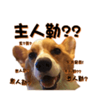 Corgi Laukey Chicken 2 - silly articles（個別スタンプ：5）