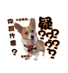 Corgi Laukey Chicken 2 - silly articles（個別スタンプ：6）