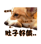 Corgi Laukey Chicken 2 - silly articles（個別スタンプ：7）