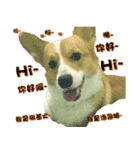 Corgi Laukey Chicken 2 - silly articles（個別スタンプ：8）