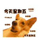 Corgi Laukey Chicken 2 - silly articles（個別スタンプ：10）