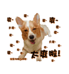 Corgi Laukey Chicken 2 - silly articles（個別スタンプ：11）