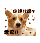 Corgi Laukey Chicken 2 - silly articles（個別スタンプ：12）